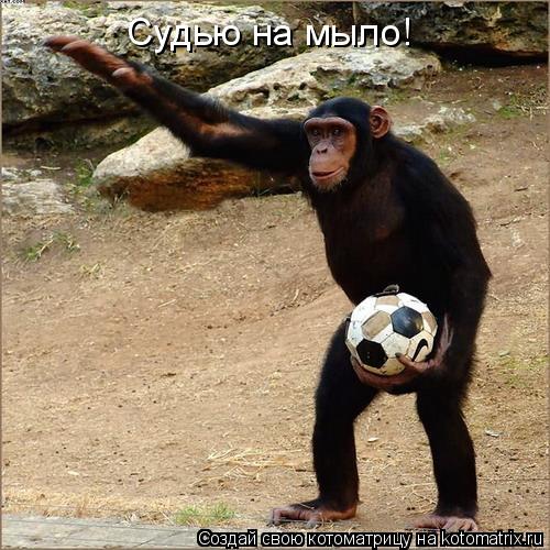Котоматрица: Судью на мыло!
