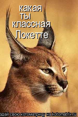 какая классная ты Локетте... Котоматрица: какая классная ты Локетте