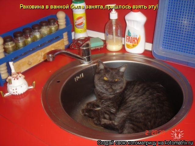 Котоматрица: Раковина в ванной была занята,пришлось взять эту!