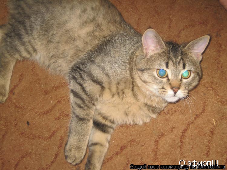 О эфиоп!!!... Котоматрица: О эфиоп!!!