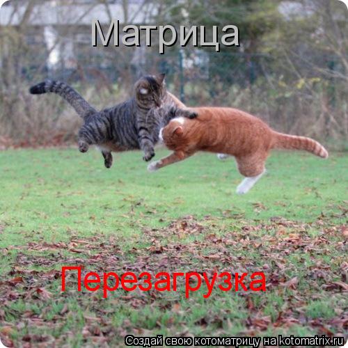 Матрица Перезагрузка... Котоматрица: Матрица Перезагрузка