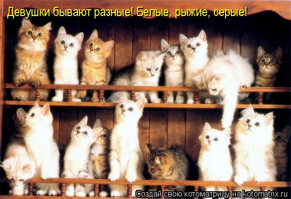 Котоматрица: Девушки бывают разные! Белые, рыжие, серые!