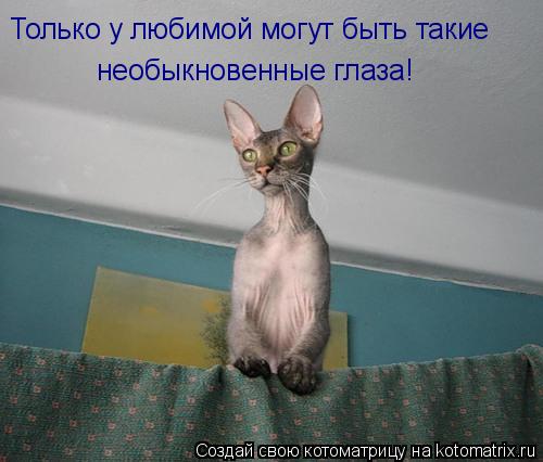 Только у любимой могут быть такие необыкновенные глаза!... Котоматрица: Только у любимой могут быть такие необыкновенные глаза!