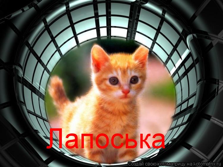 Лапоська... Котоматрица: Лапоська