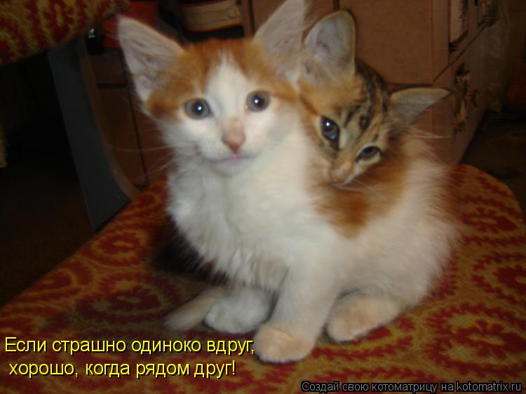 Если страшно одиноко вдруг, хорошо, когда рядом друг!... Котоматрица: Если страшно одиноко вдруг, хорошо, когда рядом друг!