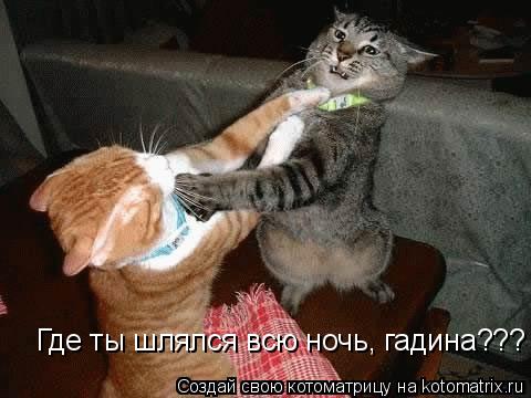 Где ты шлялся всю ночь, гадина???... Котоматрица: Где ты шлялся всю ночь, гадина???