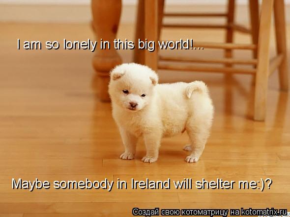 I am so lonely in this big world!... Maybe somebody in Ireland will shelter me:)? Maybe somebody in I... Котоматрица: I am so lonely in this big world!... Maybe somebody in Ireland will shelter me:)? Maybe somebody in Ireland will shelter me:)?