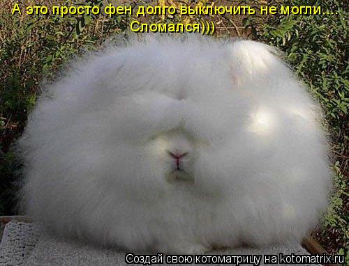 А это просто фен долго выключить не могли.... Сломался)))... Котоматрица: А это просто фен долго выключить не могли.... Сломался)))