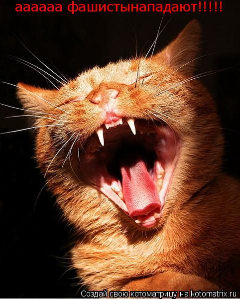 Котоматрица: аааааа фашистынападают!!!!!