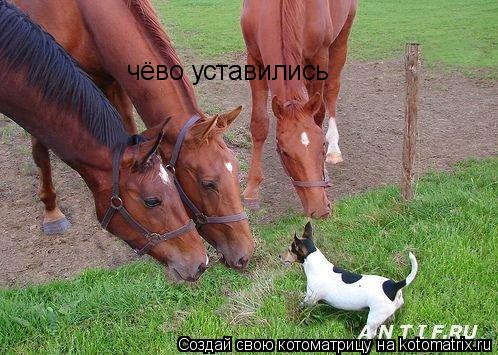 чёво уставились... Котоматрица: чёво уставились
