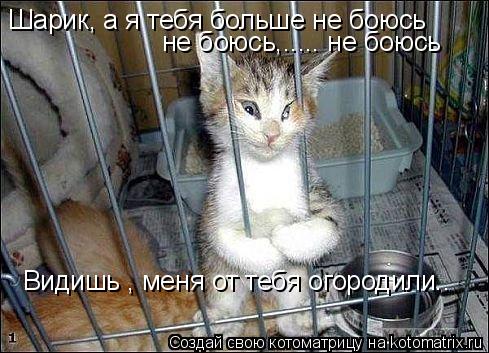 Шарик, а я тебя больше не боюсь не боюсь,..... не боюсь Видишь , меня от тебя огородили..... Котоматрица: Шарик, а я тебя больше не боюсь не боюсь,..... не боюсь Видишь , меня от тебя огородили..