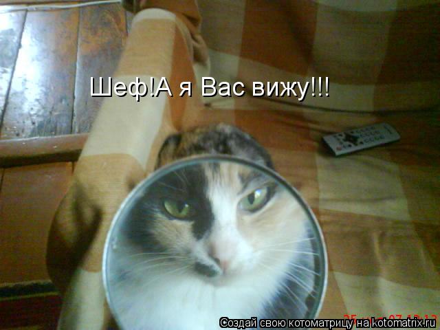 Шеф!А я Вас вижу!!!... Котоматрица: Шеф!А я Вас вижу!!!