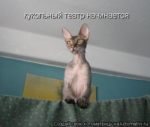 кукольный театр начинается... Котоматрица: кукольный театр начинается