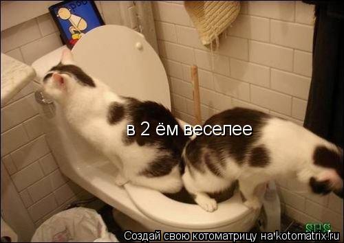 в 2 ём веселее... Котоматрица: в 2 ём веселее