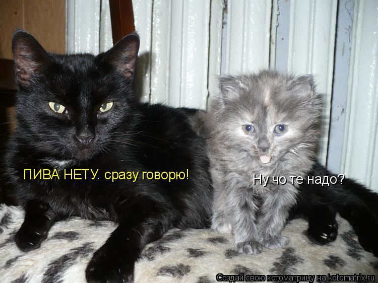 Ну чо те надо? ПИВА НЕТУ. сразу говорю!... Котоматрица: Ну чо те надо? ПИВА НЕТУ. сразу говорю!