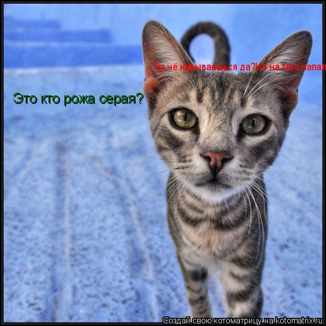 Ты чё нарываешься да?Не на того напал!Это кто рожа серая? Это кто рожа серая?... Котоматрица: Ты чё нарываешься да?Не на того напал!Это кто рожа серая? Это кто рожа серая?