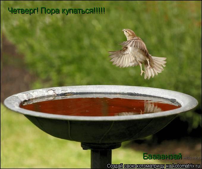 Четверг! Пора купаться!!!!! Баааанзай... Котоматрица: Четверг! Пора купаться!!!!! Баааанзай