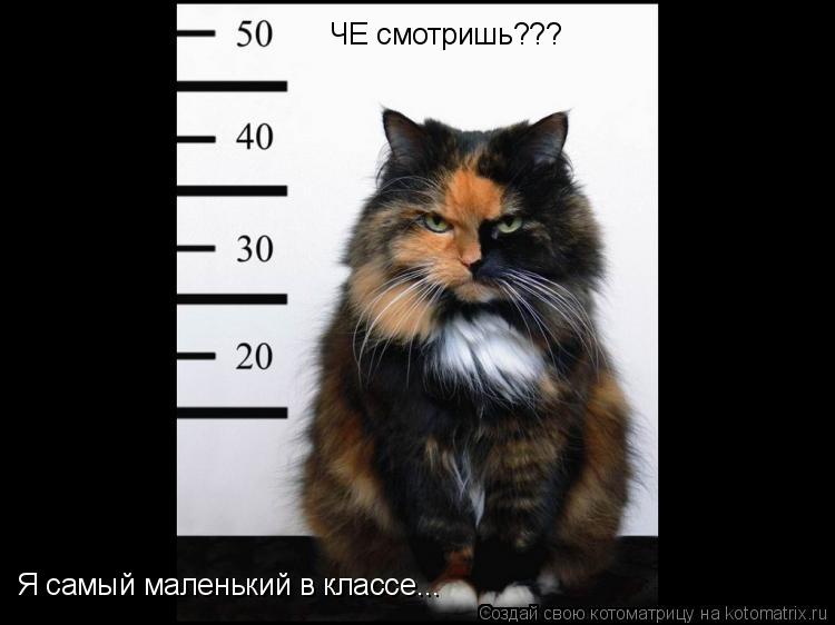 ЧЕ смотришь??? Я самый маленький в классе...... Котоматрица: ЧЕ смотришь??? Я самый маленький в классе...