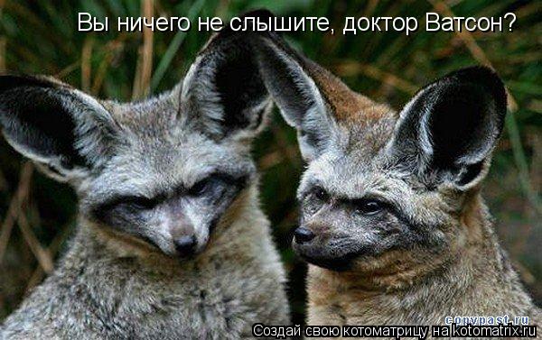 Вы ничего не слышите, доктор Ватсон?... Котоматрица: Вы ничего не слышите, доктор Ватсон?