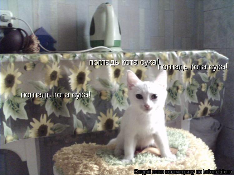 погладь кота сука! погладь кота сука! погладь кота сука!... Котоматрица: погладь кота сука! погладь кота сука! погладь кота сука!