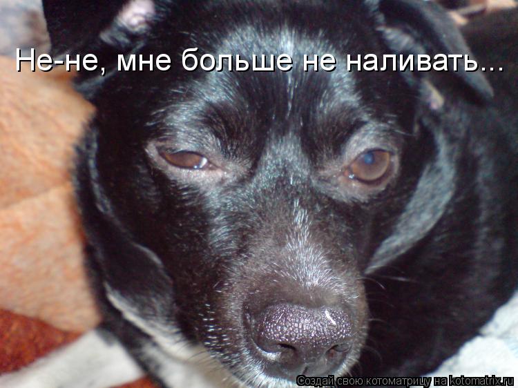 Не-не, мне больше не наливать...... Котоматрица: Не-не, мне больше не наливать...