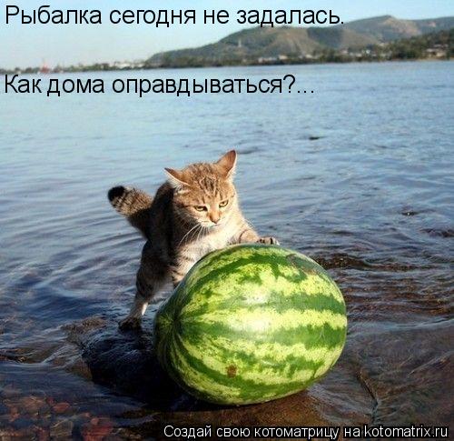 Рыбалка сегодня не задалась. Как дома оправдываться?...... Котоматрица: Рыбалка сегодня не задалась. Как дома оправдываться?...