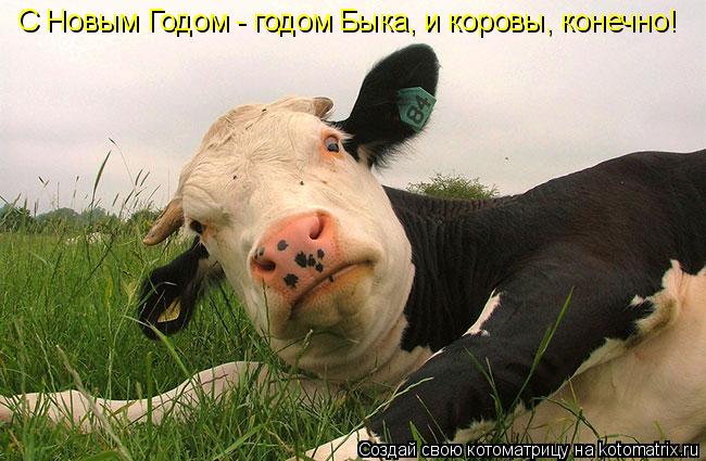 С Новым Годом - годом Быка, и коровы, конечно!... Котоматрица: С Новым Годом - годом Быка, и коровы, конечно!