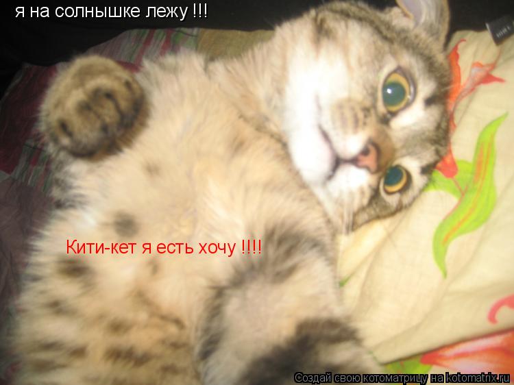 я на солнышке лежу !!! Кити-кет я есть хочу !!!!... Котоматрица: я на солнышке лежу !!! Кити-кет я есть хочу !!!!