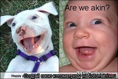 Are we akin?... Котоматрица: Are we akin?