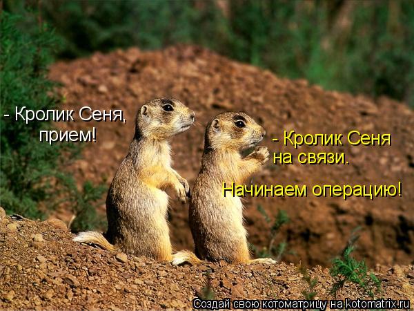 - Кролик Сеня, прием! - Кролик Сеня на связи. Начинаем операцию!... Котоматрица: - Кролик Сеня, прием! - Кролик Сеня на связи. Начинаем операцию!