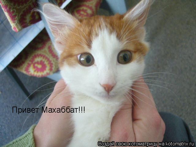 Привет Махаббат!!!... Котоматрица: Привет Махаббат!!!