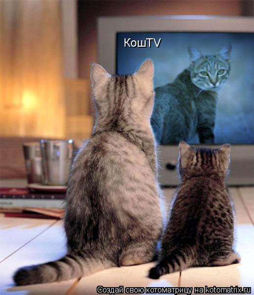 КошTV... Котоматрица: КошTV