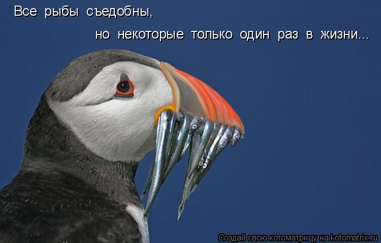 Все рыбы съедобны, но некоторые только один раз в жизни...... Котоматрица: Все рыбы съедобны, но некоторые только один раз в жизни...
