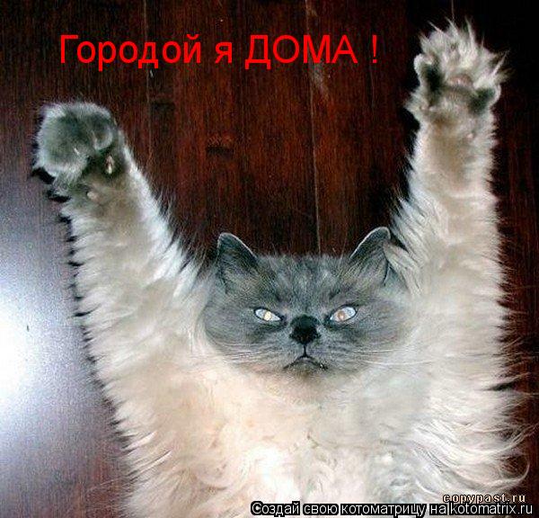 Городой я ДОМА !... Котоматрица: Городой я ДОМА !