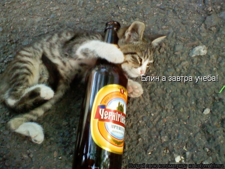 Блин а завтра учеба!... Котоматрица: Блин а завтра учеба!