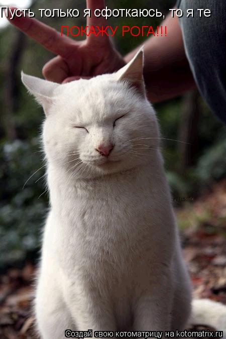 Пусть только я сфоткаюсь, то я те ПОКАЖУ РОГА!!!... Котоматрица: Пусть только я сфоткаюсь, то я те ПОКАЖУ РОГА!!!