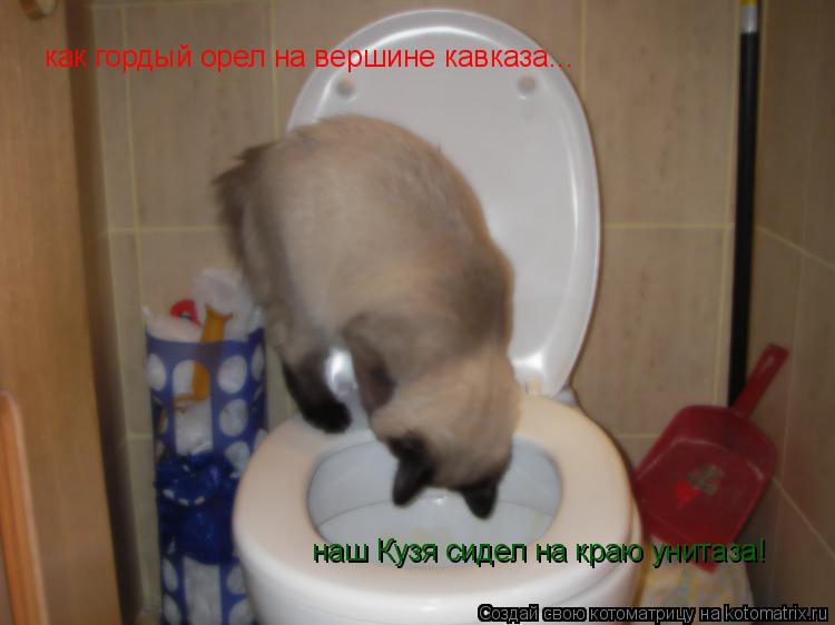 как гордый орел на вершине кавказа... наш Кузя сидел на краю унитаза!... Котоматрица: как гордый орел на вершине кавказа... наш Кузя сидел на краю унитаза!