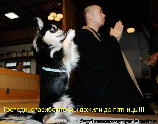 Господи, спасибо что мы дожили до пятницы!!!... Котоматрица: Господи, спасибо что мы дожили до пятницы!!!