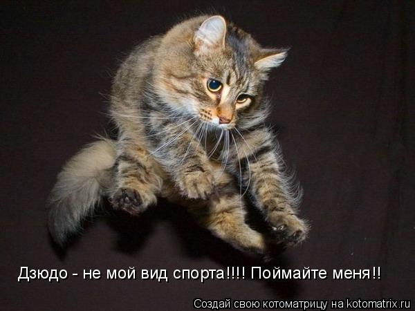 Дзюдо - не мой вид спорта!!!! Поймайте меня!!... Котоматрица: Дзюдо - не мой вид спорта!!!! Поймайте меня!!