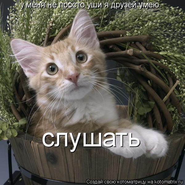 у меня не просто уши я друзей умею слушать... Котоматрица: у меня не просто уши я друзей умею слушать