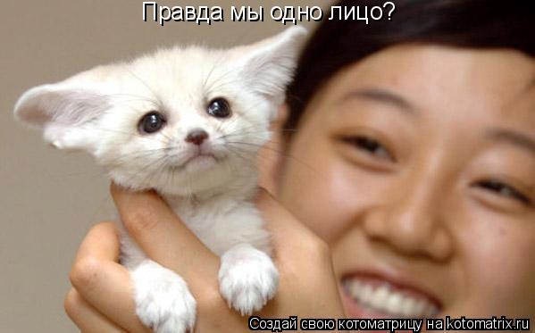 Правда мы одно лицо?... Котоматрица: Правда мы одно лицо?
