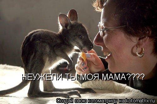 НЕУЖЕЛИ ТЫ МОЯ МАМА????... Котоматрица: НЕУЖЕЛИ ТЫ МОЯ МАМА????