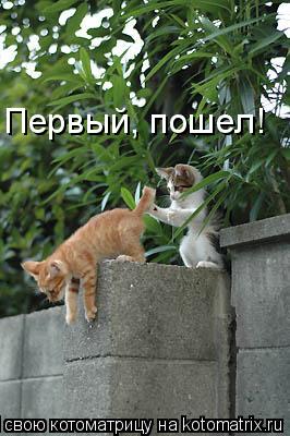 Первый, пошел!... Котоматрица: Первый, пошел!