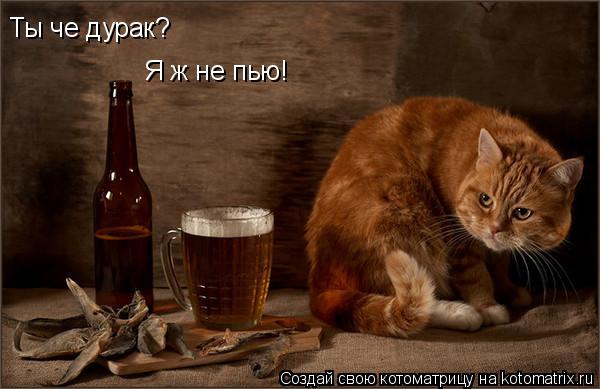 Ты че дурак? Я ж не пью!... Котоматрица: Ты че дурак? Я ж не пью!