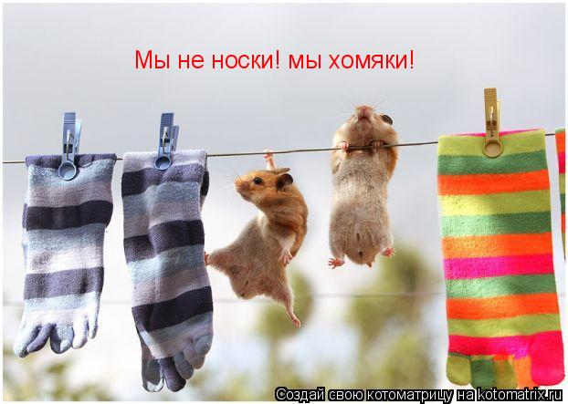Мы не носки! мы хомяки!... Котоматрица: Мы не носки! мы хомяки!