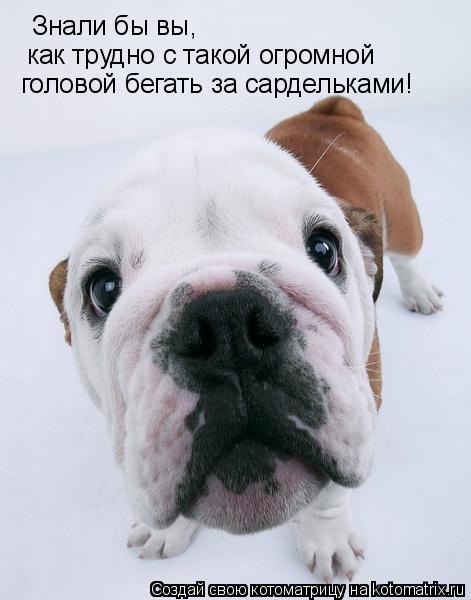Знали бы вы, как трудно с такой огромной головой бегать за сардельками!... Котоматрица: Знали бы вы, как трудно с такой огромной головой бегать за сардельками!