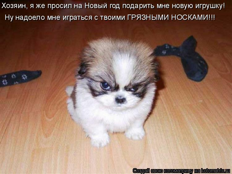 Хозяин, я же просил на Новый год подарить мне новую игрушку! Ну надоело мне играться с твоими ГРЯЗНЫМ... Котоматрица: Хозяин, я же просил на Новый год подарить мне новую игрушку! Ну надоело мне играться с твоими ГРЯЗНЫМИ НОСКАМИ!!!