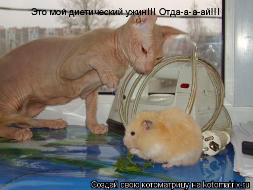 Это мой диетический ужин!!! Отда-а-а-ай!!!... Котоматрица: Это мой диетический ужин!!! Отда-а-а-ай!!!