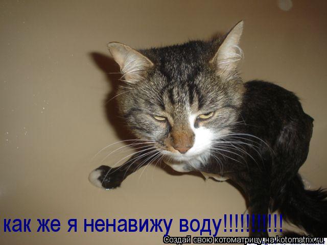 как же я ненавижу воду!!!!!!!!!!!... Котоматрица: как же я ненавижу воду!!!!!!!!!!!