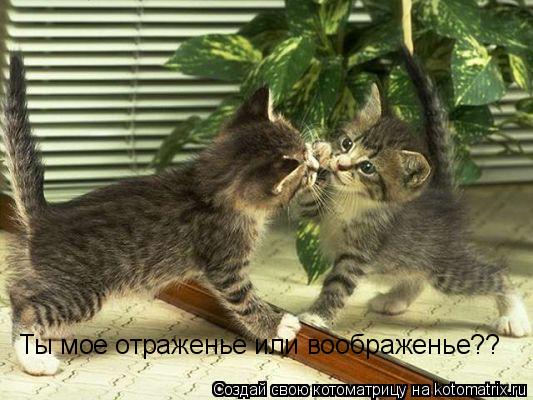 Ты мое отраженье или воображенье??... Котоматрица: Ты мое отраженье или воображенье??